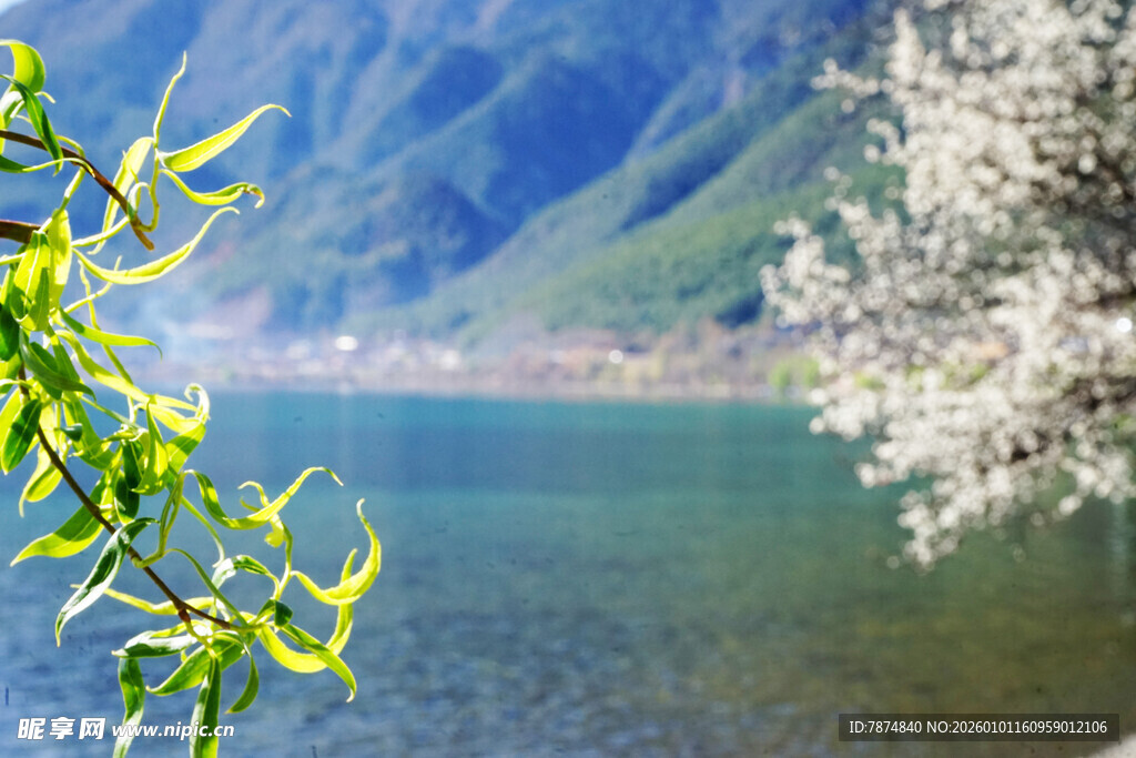湖畔春景 花枝与青山相映