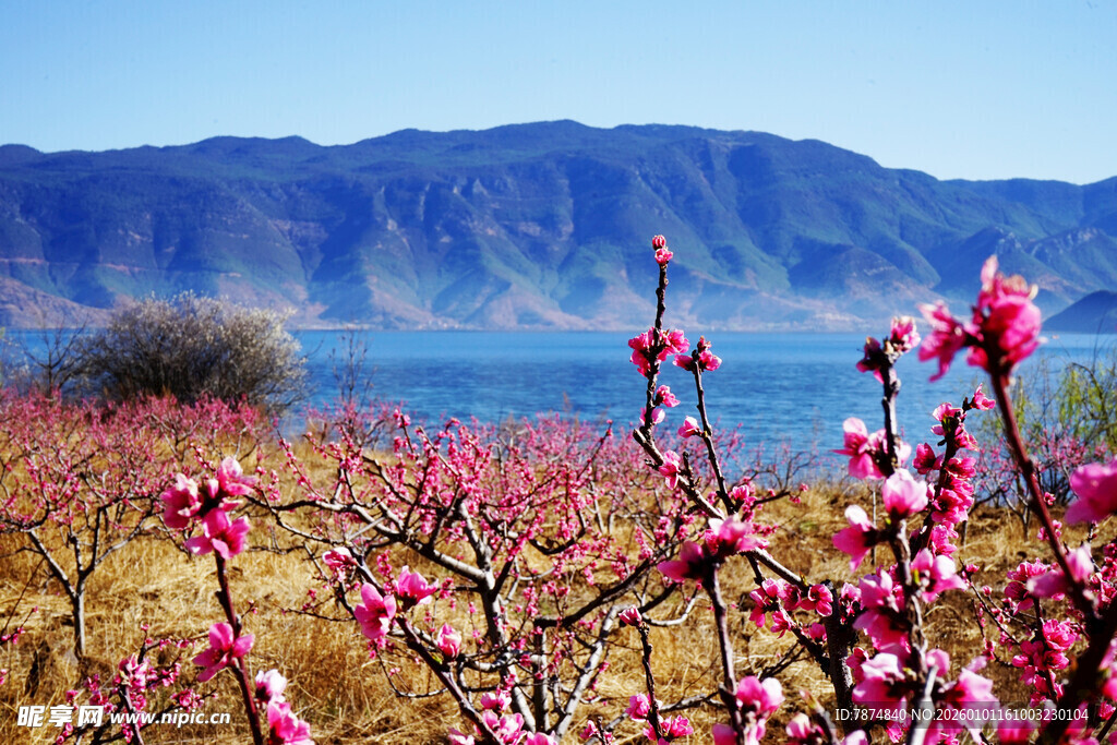 湖畔桃林绽放的春日美景