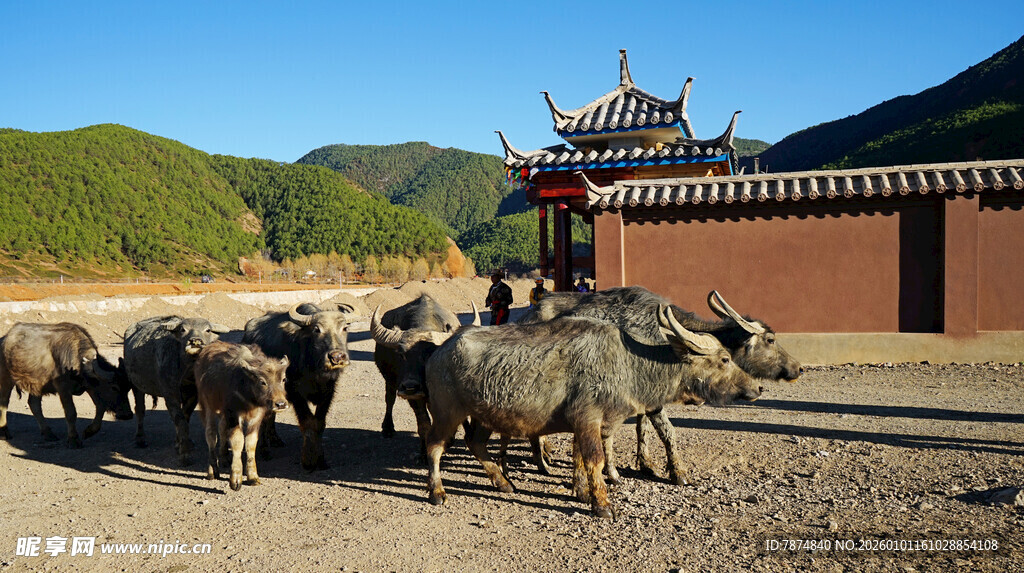 乡村牛群与传统建筑景观