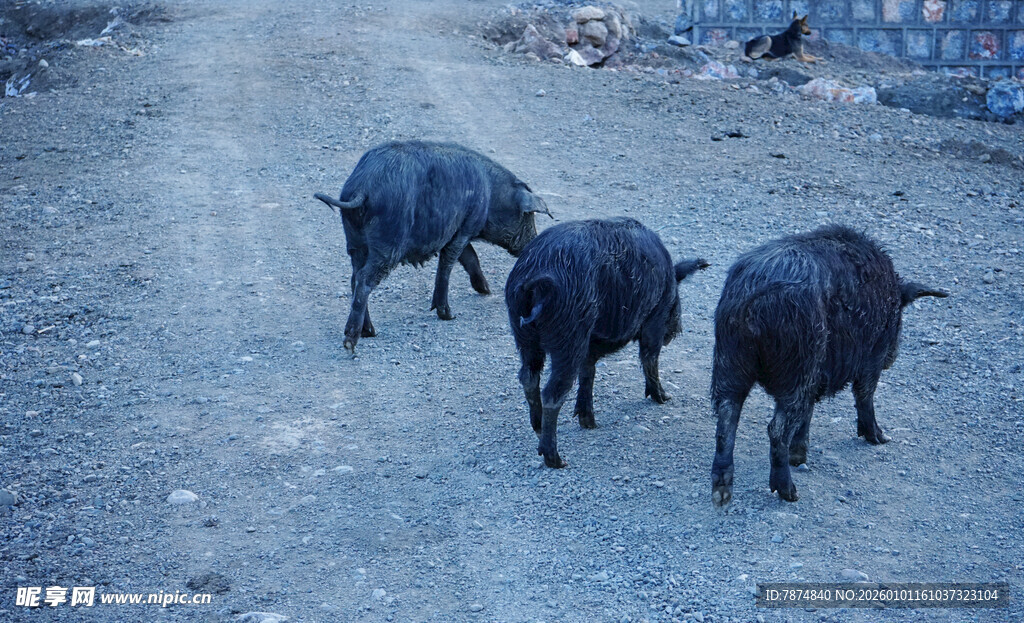 三头黑猪在泥地行走