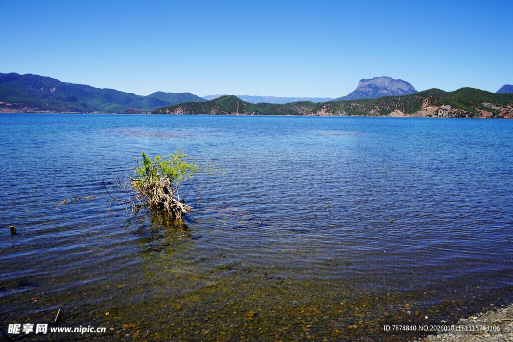 湖畔孤植 静谧湖景风光