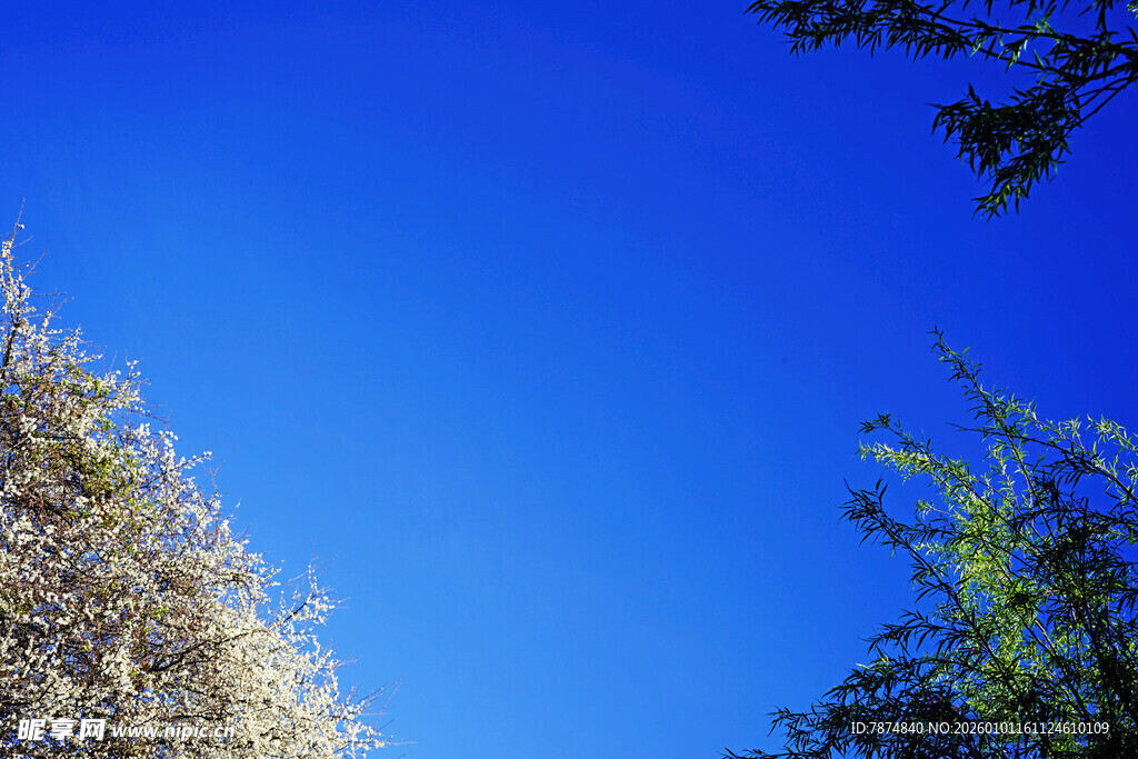 蓝天绿树间的清新景致