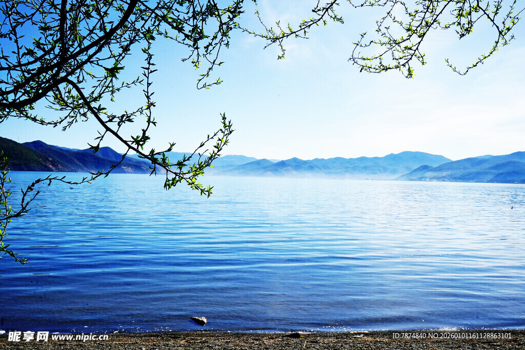 湖畔春景 柳枝轻拂碧水