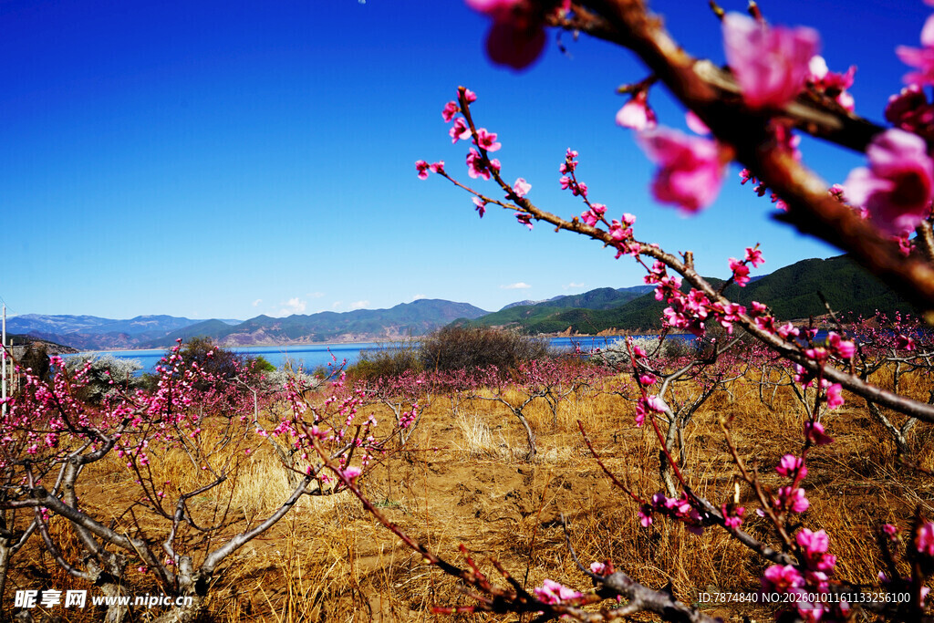 春日山间绽放的烂漫桃花