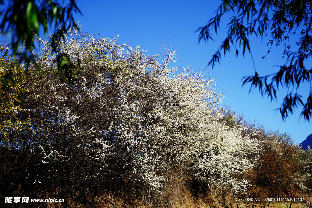 春日繁花盛开的美丽景致