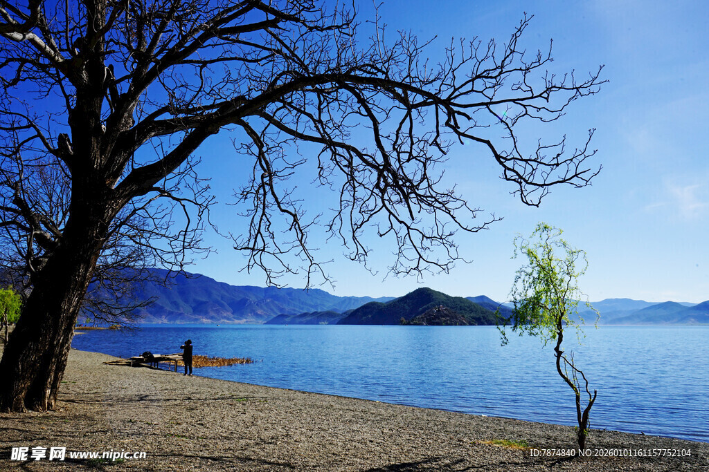 湖畔枯树与宁静山水风光