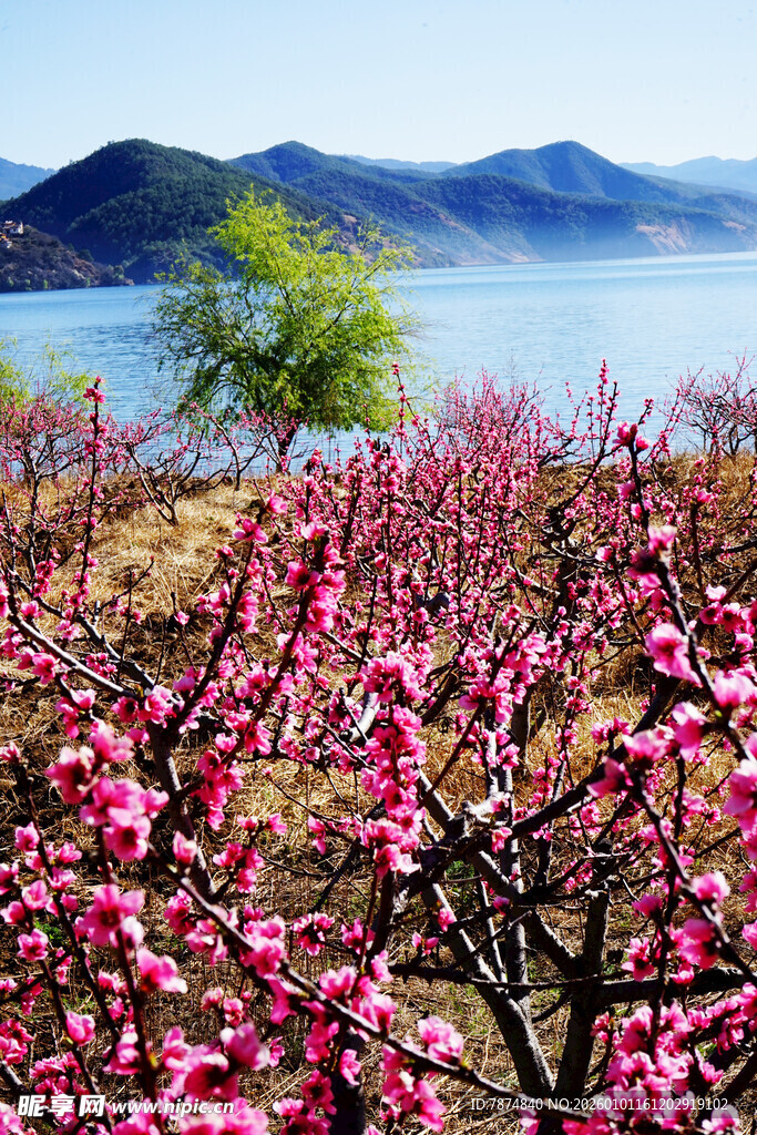 湖畔盛开的绚烂粉色桃花