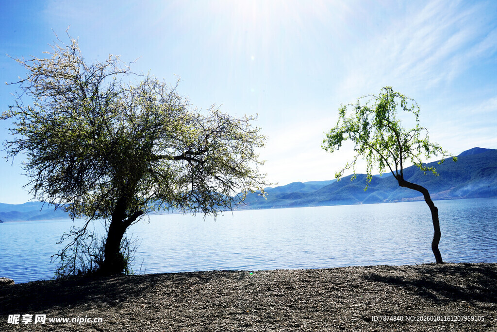 湖畔孤树 静享自然之美
