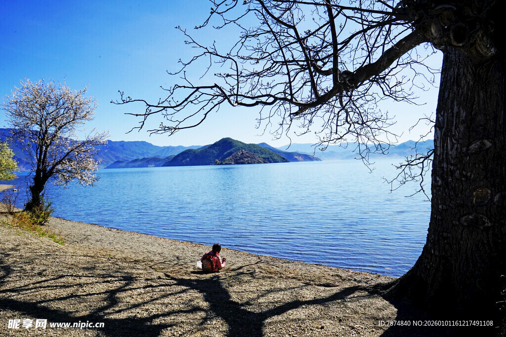 湖畔孤树旁的静谧身影