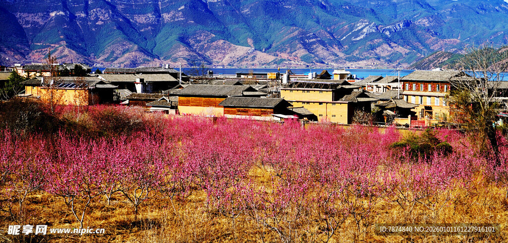 山间粉紫花田与村落美景