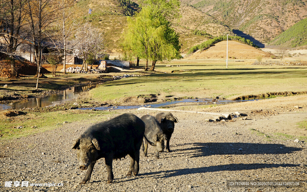 乡村小道上的两头水牛