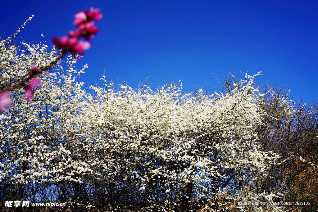 蓝天繁花相映成趣