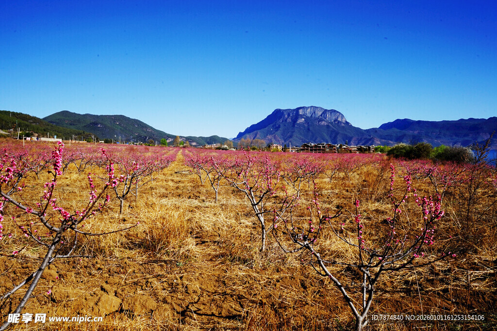 山间桃林 绽放春日浪漫