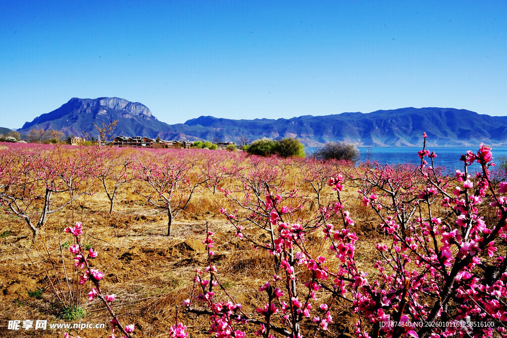 春日桃林与远山美景