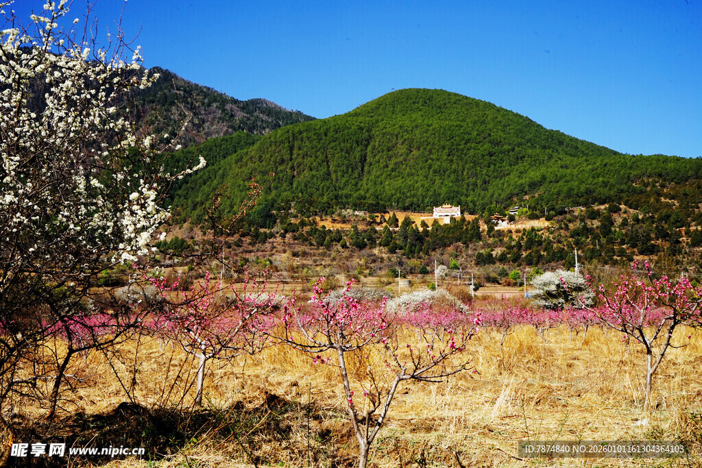 春日山野烂漫花海美景