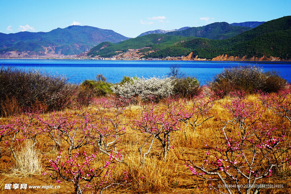 湖畔烂漫花枝的美丽景致