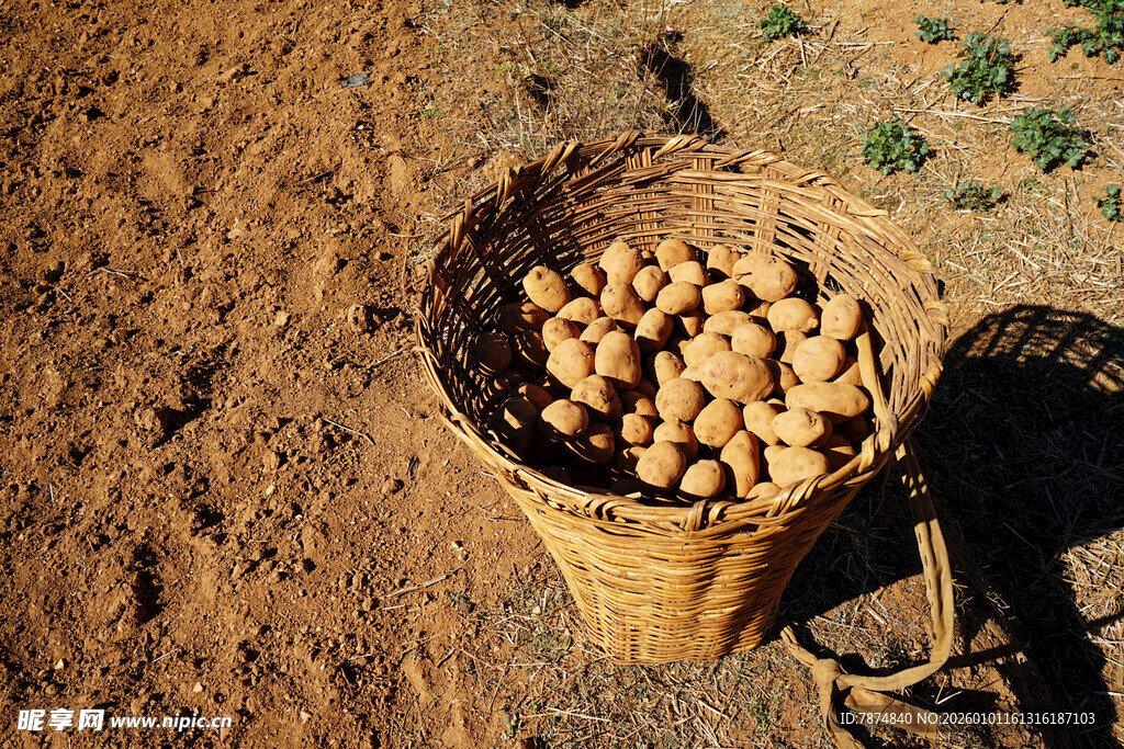 竹篮中的土豆