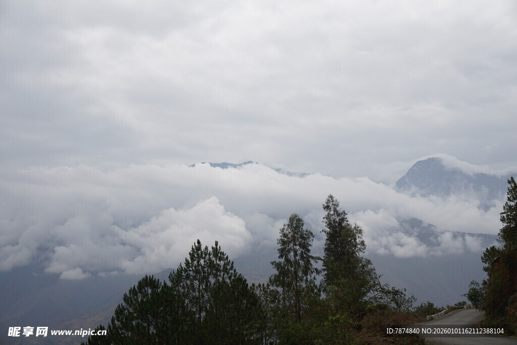 云雾缭绕的山间松林景色