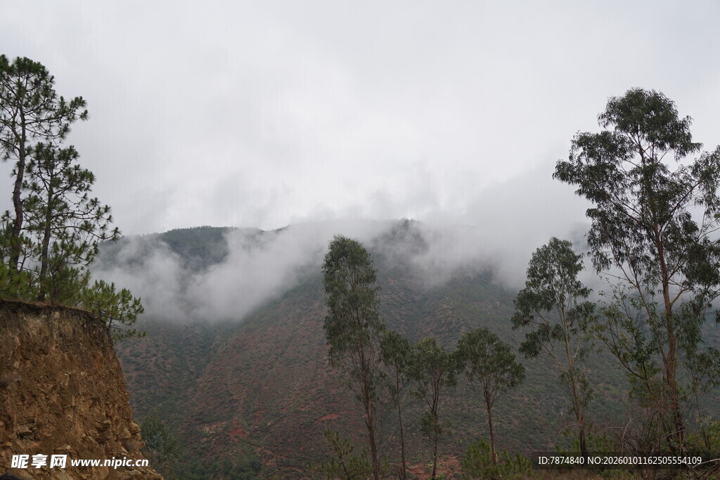 云雾缭绕的山林景致