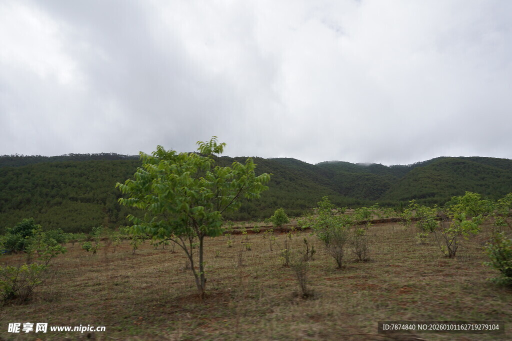 田野中的绿树与远山