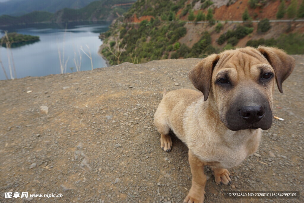 湖畔小狗惬意坐