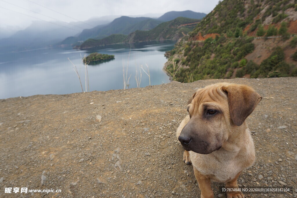 湖畔小狗眺望美丽山水