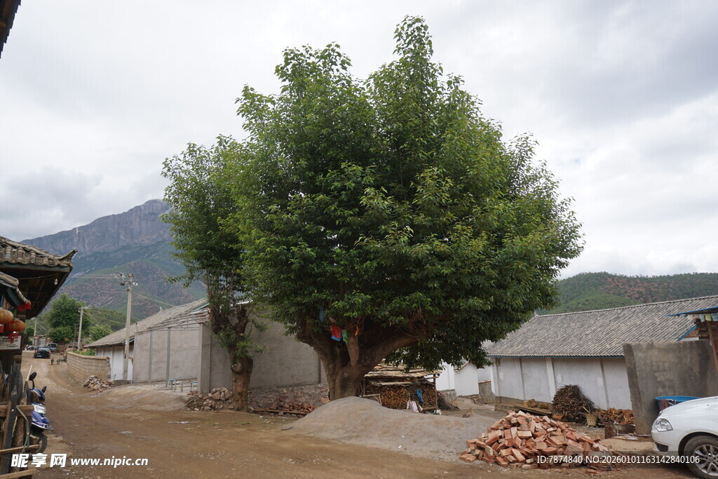 乡村大树下的宁静景象