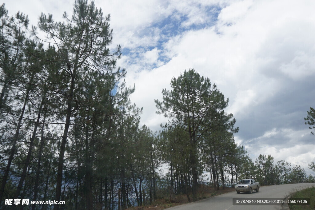 林间道路 树木与天空景致