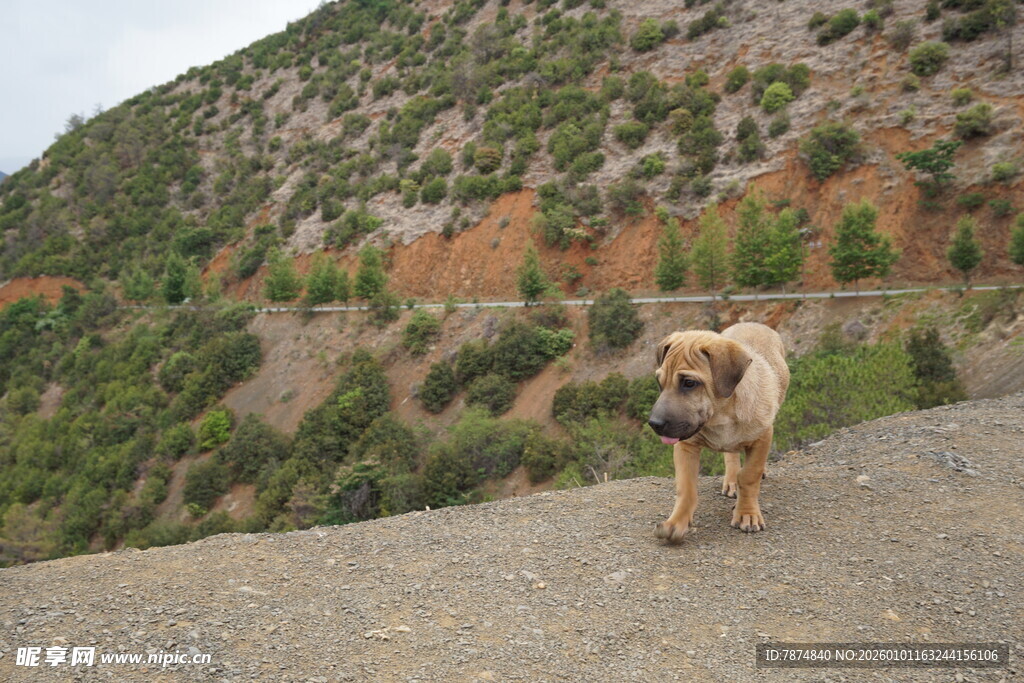 山边的狗狗