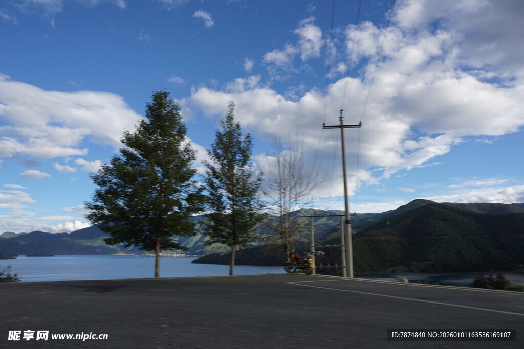 湖畔公路旁的挺拔树木