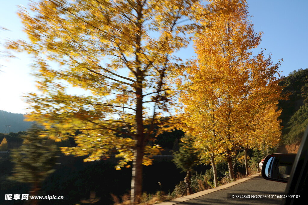 秋日林间金黄树木美景