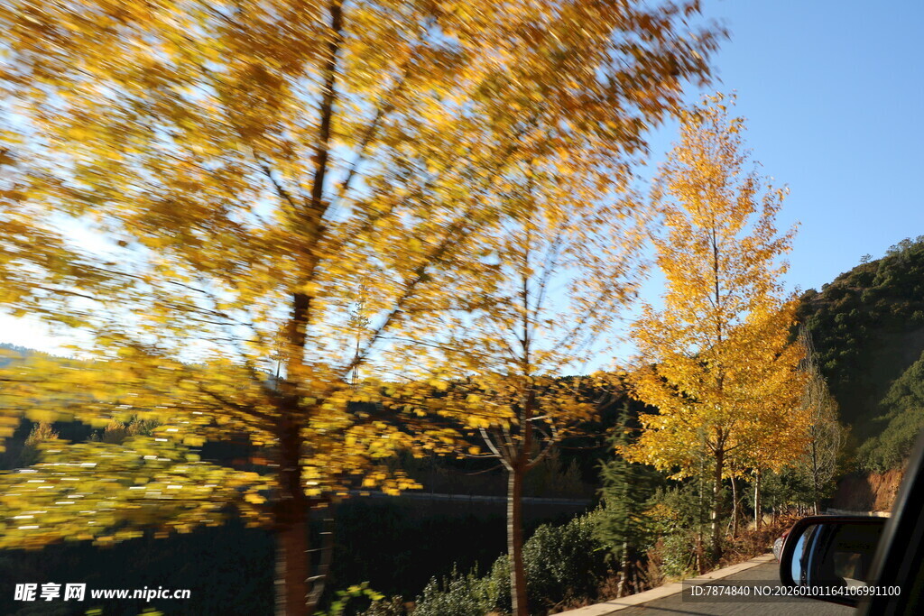 秋日金黄银杏林美景