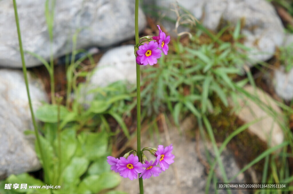 岩石旁绽放的紫色小花