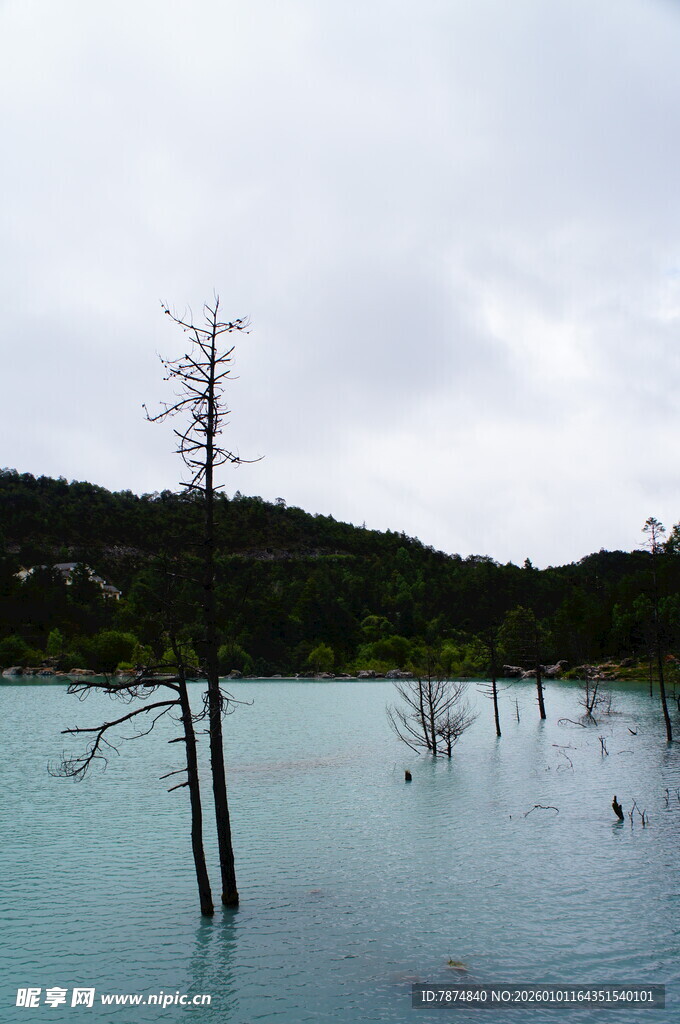 蓝湖枯树风景图