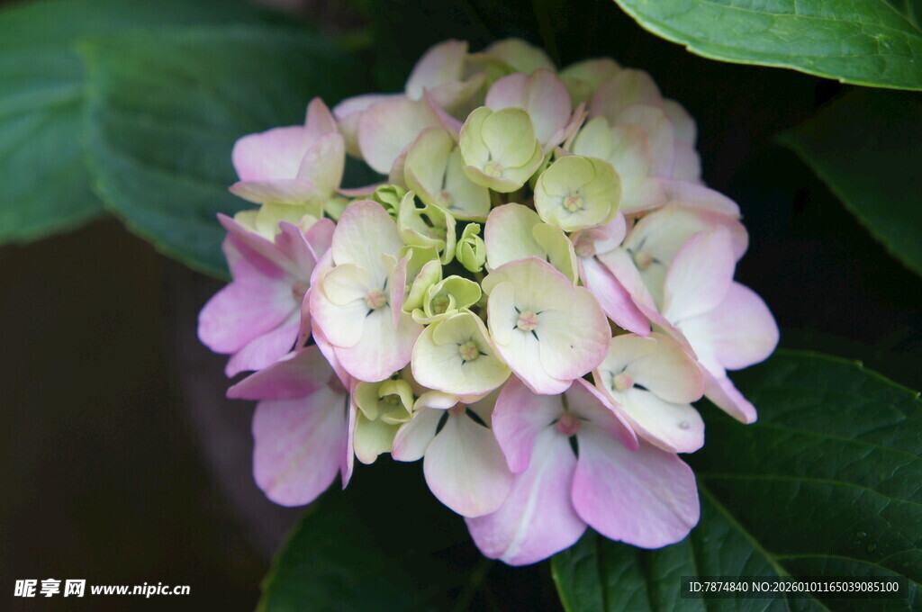 粉色绣球花特写