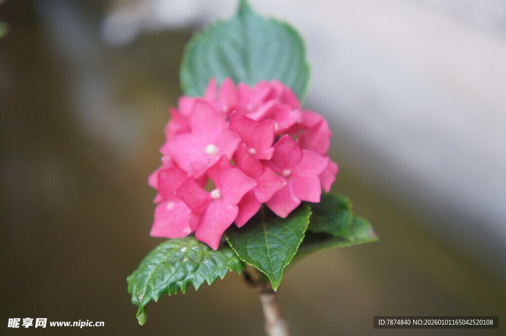 娇艳粉色绣球花特写