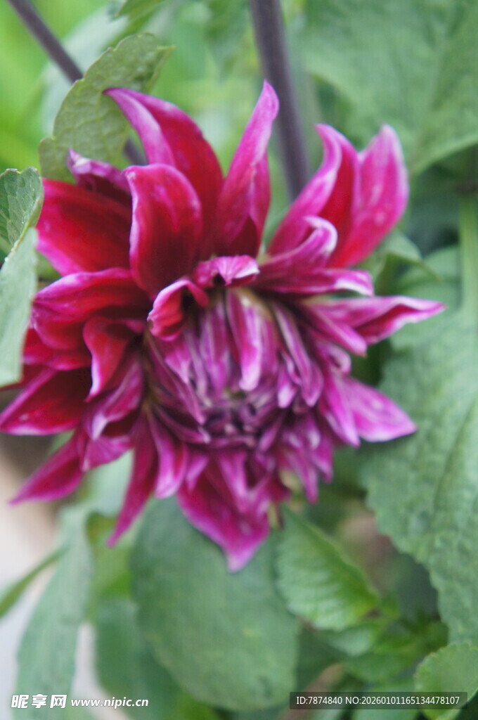 艳丽大丽花绽放