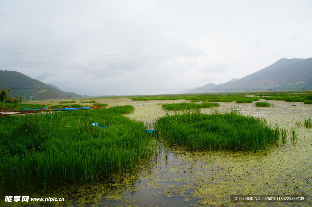 湿地风景 绿意盎然的自然地