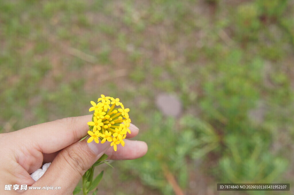 手捧黄色小花静物图