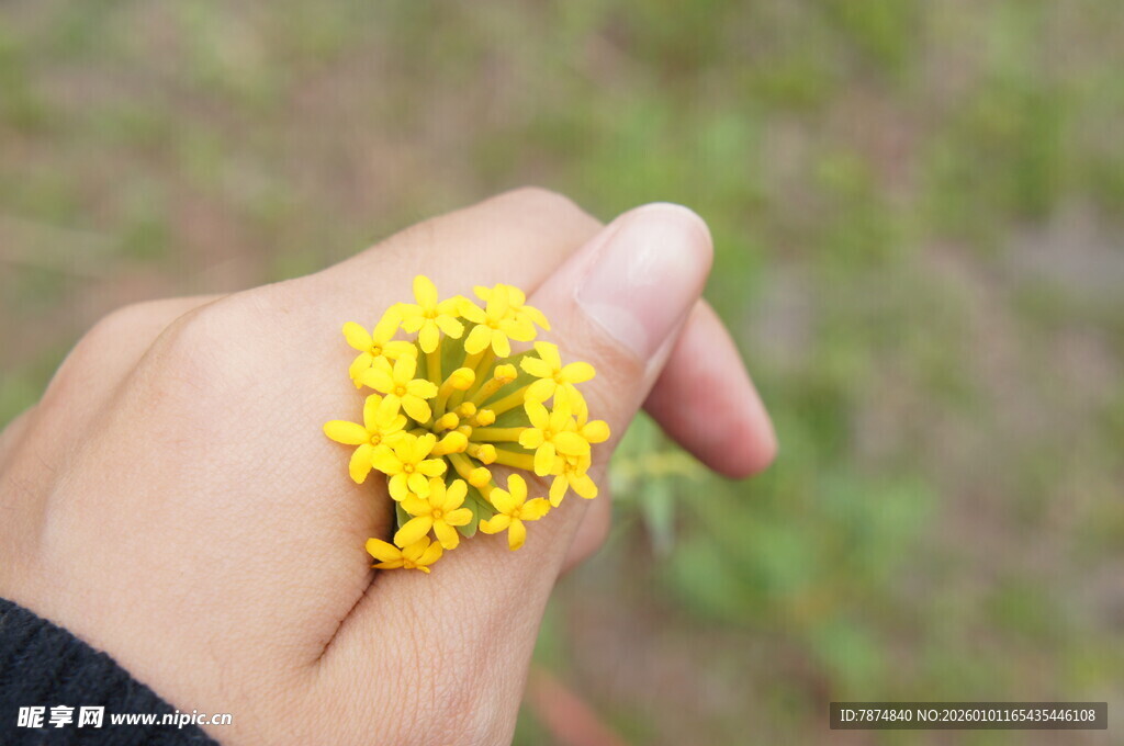 手指上的黄色小花