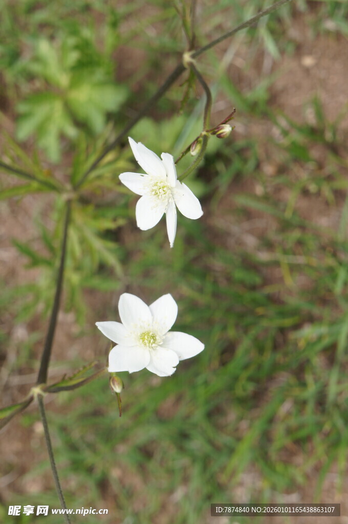 白色小花绽放于草丛间