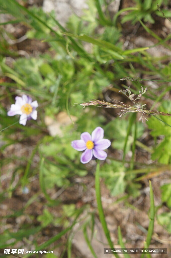 草地上的两朵紫色小花