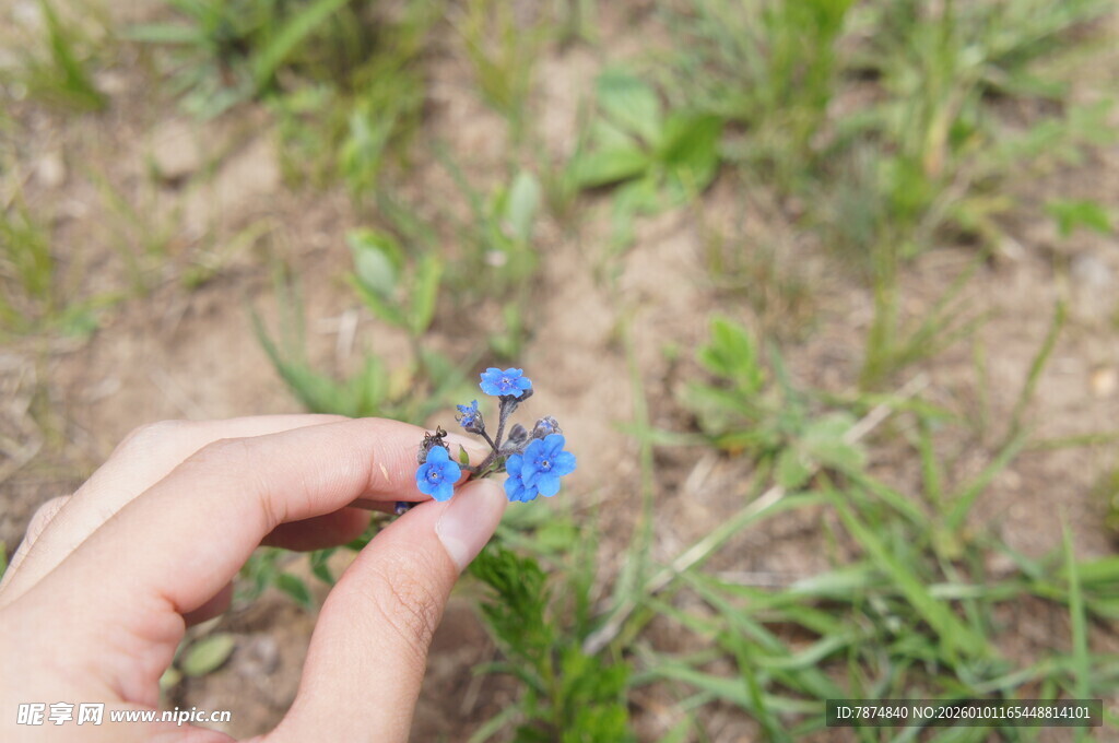 手捧蓝花于绿野间