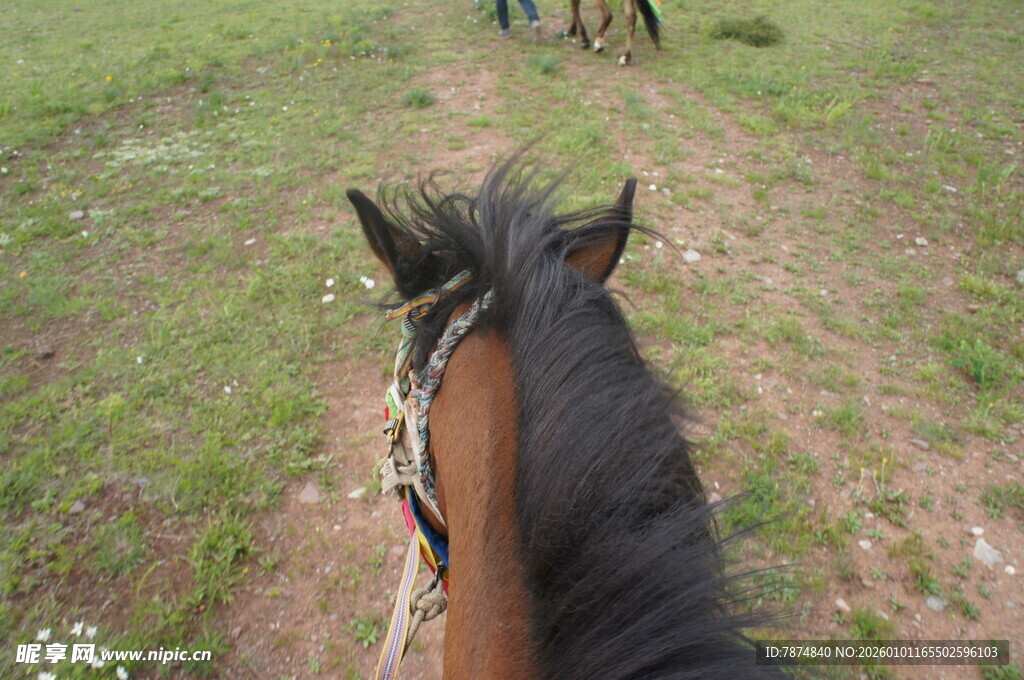骑马视角 绿野中的前行之旅