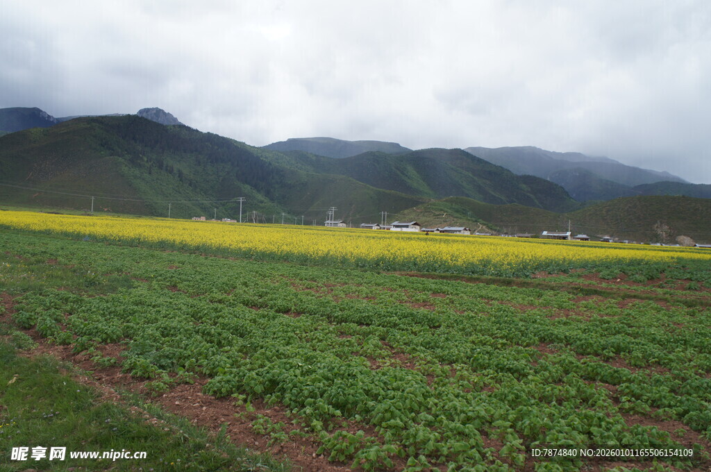 田园油菜花与远山美景