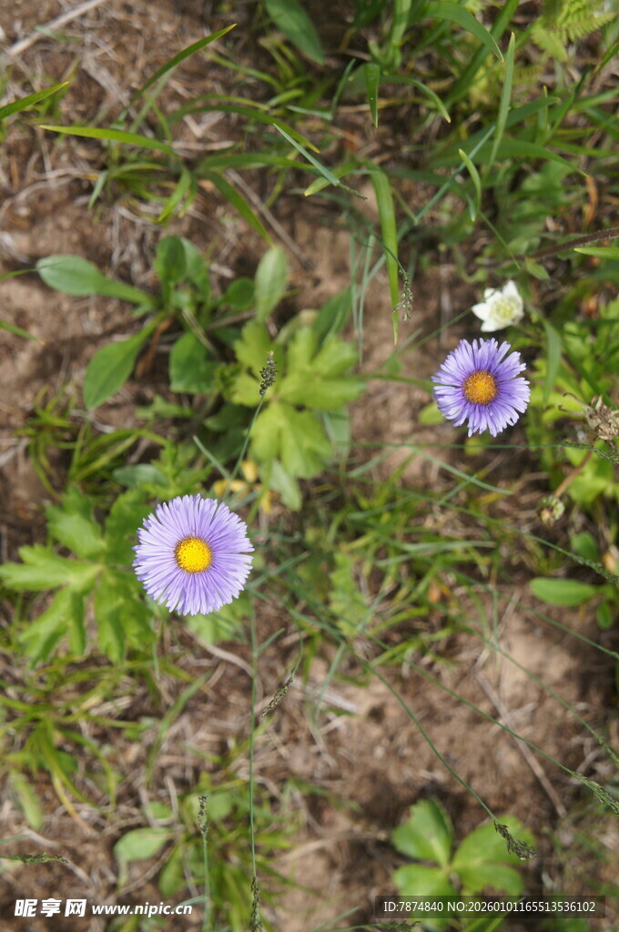 草地上的美丽紫色小花