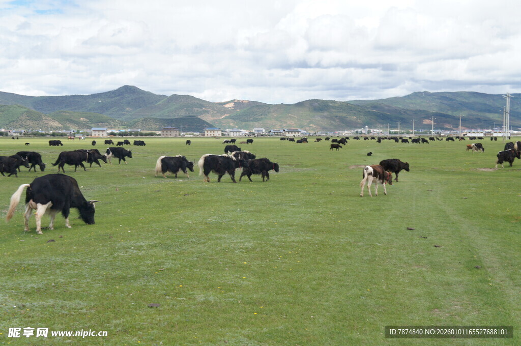 草原上的牛群悠然吃草