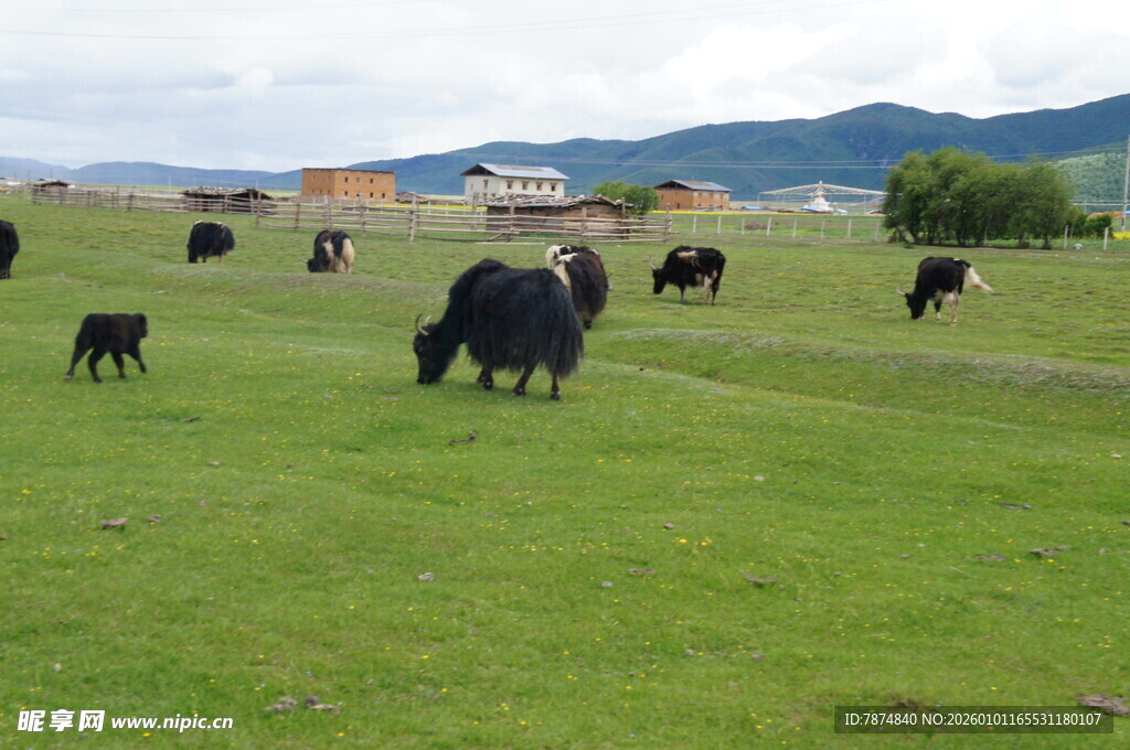草原上的牛群