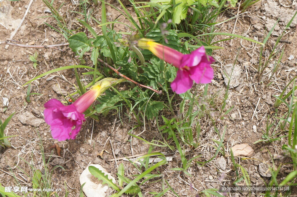 地面绽放的两朵艳丽喇叭花