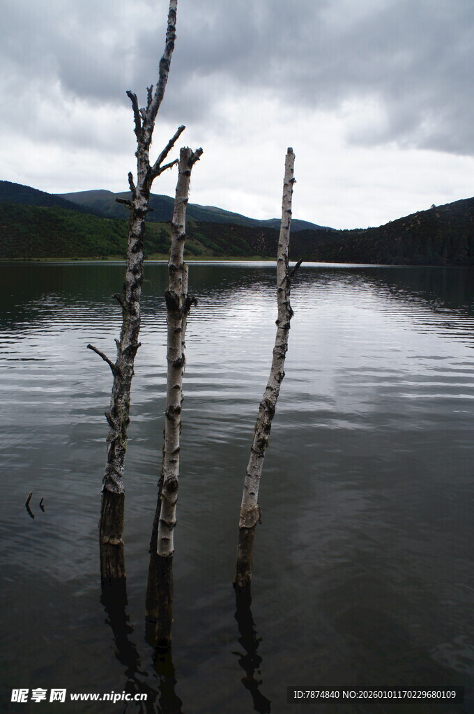 湖畔枯木 静谧自然景象